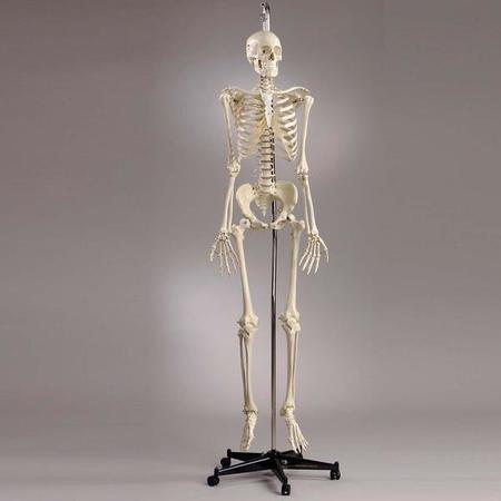 DENOYER-GEPPERT Anatomical Model, Skel w/Female Pelvis w/18pc Skull Hang Up Mount S55F